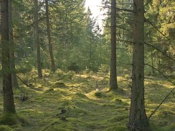 IMGP8773_Skovstemning